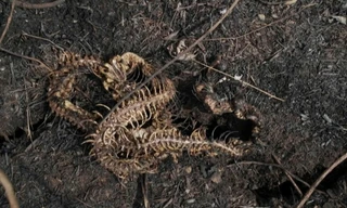 Thảm cảnh sau cháy rừng tại khu bảo tồn Bolivia