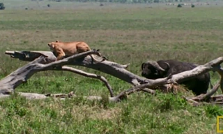 Trâu rừng châu Phi - 'gã khổng lồ' sẵn sàng tiêu diệt vật cản