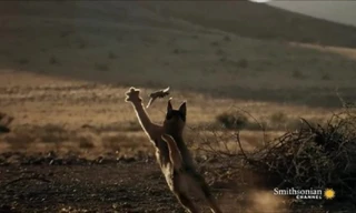 Linh miêu vồ trúng chim rồng rộc đang bay trong chớp mắt