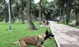 Người Hà Nội vô tư huấn luyện chó dữ trong công viên