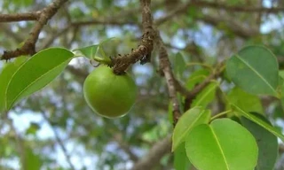 Những loài cây độc nguy hiểm nhất hành tinh