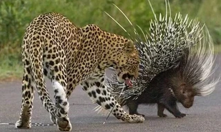 Chị em báo hoa mai trả giá đắt khi cả gan săn nhím