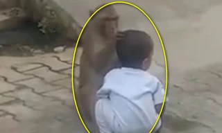 Video: Khỉ 'bắt cóc' trẻ em trong làng để có bạn chơi cùng