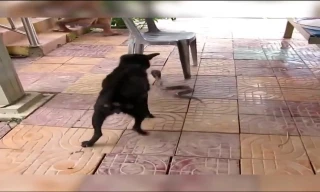 Chó mực tấn công, cắn xé rắn hổ mang cứu chủ