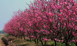 VIDEO: Cận cảnh gốc đào cổ thụ 50 năm giá trị gần 200 triệu