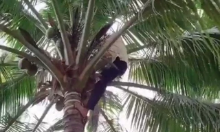 Video: Cụ bà gần 80 tuổi leo cây hái dừa như gái 18 khiến nhiều người bất ngờ