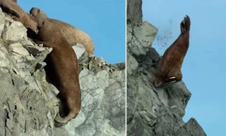 Sự thật rùng mình sau video hàng loạt hải mã gieo mình xuống vách đá chết thảm