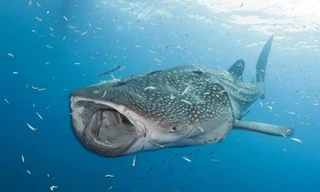 Cách kiếm ăn của loài cá lớn nhất đại dương