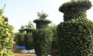 Độc đáo quất dáng lộc bình khổng lồ đón xuân