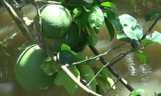 Trồng bưởi da xanh thu gần 1 tỷ đồng mỗi năm