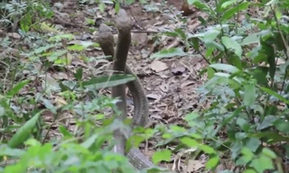 Trận kịch chiến của đôi hổ mang chúa dài 4 m