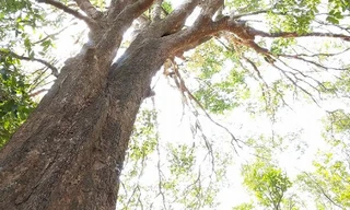 Clip: Đi tìm cây Kơ Nia hàng trăm năm ở vùng đất Tây Nguyên