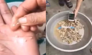 Không còn mẫu thịt nghi nhiễm sán lợn ở trường mầm non Bắc Ninh để điều tra