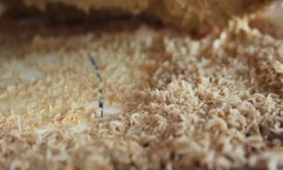 Bạn có dám thử phô mai lúc nhúc giòi sống, nguy hiểm nhất thế giới?