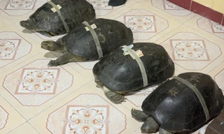 Rùa trăm tuổi tự do đi lại trong ngôi chùa ở Đồng Tháp