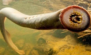 Quái ngư hút máu trên sông Mississippi