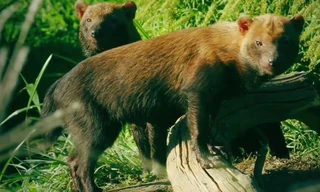 Chó lông rậm dìm chết con mồi để ăn thịt