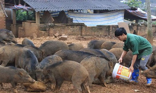 Ngắm đàn lợn rừng của thanh niên Hà Nội cho thu nhập trăm triệu đồng