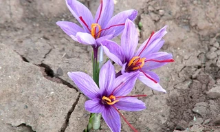 Nhụy hoa nghệ tây - gia vị đắt nhất thế giới