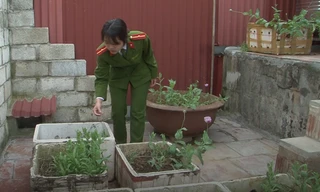 Nghi phạm bán ma túy, trồng thuốc phiện trên nóc nhà