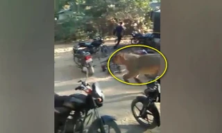 Video: Sư tử xông thẳng vào làng, đám đông kinh hãi bỏ chạy