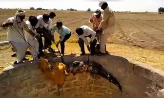 Giải cứu cá sấu dưới giếng sâu 9 m ở Ấn Độ