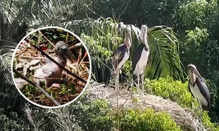 3 chim già đẫy quý hiếm vừa nở trong công viên Đầm Sen