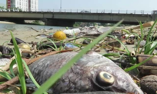 Cá chết dọc tuyến kênh Phú Lộc, Đà Nẵng