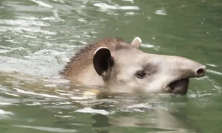 Loài vật giống lợn chuyên kiếm ăn dưới nước