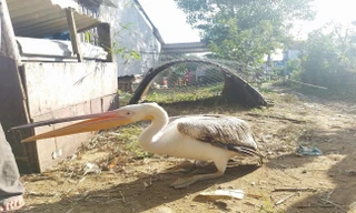 Thừa Thiên Huế: Bắt được chim lạ đổi màu theo mùa