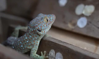 Trang trại 60 m2 nuôi dế, tắc kè thu hàng trăm triệu mỗi tháng