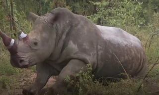Sừng tê giác được tiêm thuốc độc để chống săn bắt trộm