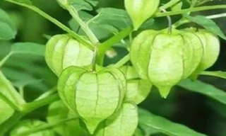 5 cây dại ở Việt Nam là thần dược đắt giá