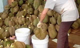 Mẹo phân biệt sầu riêng chín cây với sầu riêng nhúng thuốc