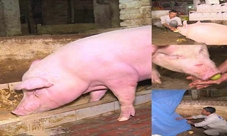 'Ông lợn' được ăn hoa quả, ngủ trong màn để phục vụ lễ hội