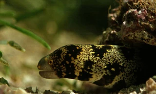 Loài cá có hai bộ hàm tử thần giúp nuốt gọn con mồi