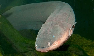 Hung thần phóng điện khiến cá sấu khiếp sợ trên sông Amazon