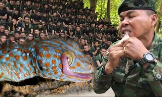 Xem binh sĩ học cách lột da, ăn sống tắc kè để sinh tồn