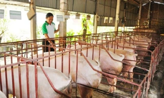 Cuối năm lại lo mua phải lợn bệnh về ăn Tết