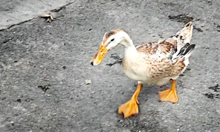 Ngạc nhiên với chú vịt biết nghe chủ gọi tên, lẽo đẽo đi theo người