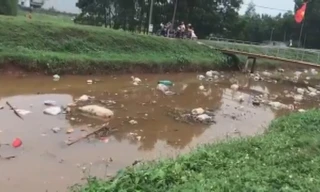 Xác lợn trôi đầy kênh ở Bắc Giang