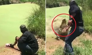 Cá sấu tinh ranh ngụy trang, suýt ngoạm đứt tay chủ lúc cho ăn