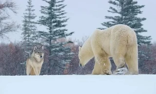 Cả gan săn gấu Bắc Cực, đàn chó sói bị đuổi ngược