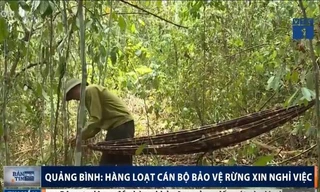 Hàng loạt nhân viên bảo vệ rừng ở Quảng Bình nộp đơn nghỉ việc