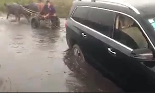 Ôtô mắc kẹt được xe trâu kéo thoát khỏi đầm lầy