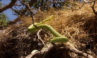 Rắn đói bụng trèo lên cây ăn sạch trứng và chim non