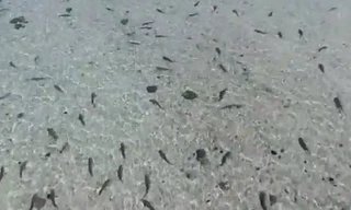 Hàng trăm con cá mập vây kín bờ biển Australia