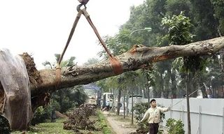 VIDEO: Cận cảnh Hà Nội khai tử gần 500 cây đẹp nhất ven sông Tô Lịch