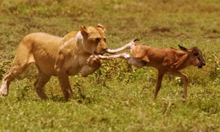 Sư tử chơi đùa với linh dương đầu bò trước khi ăn thịt