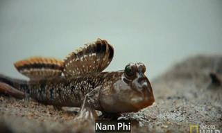 Trận kịch chiến giành lãnh thổ của loài cá biết đi trên cạn